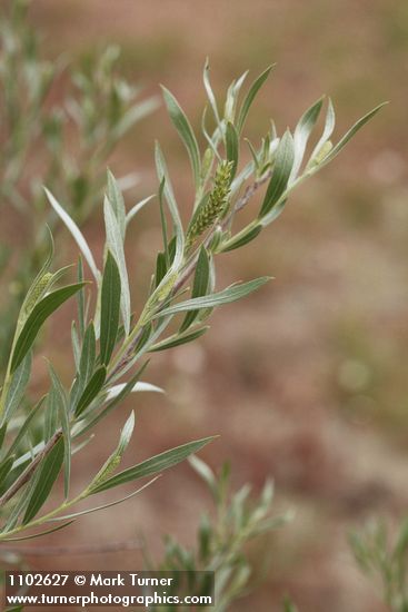 Salix sessilifolia