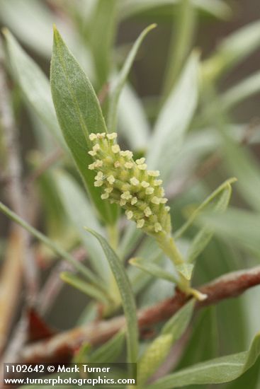 Salix sessilifolia