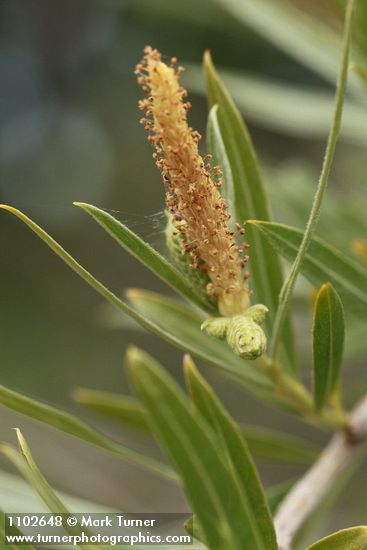 Salix sessilifolia