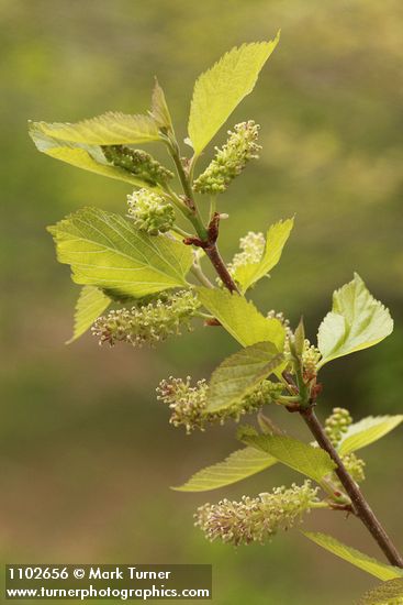 Morus alba