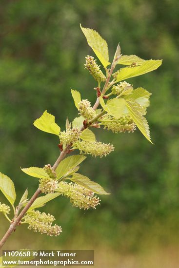 Morus alba