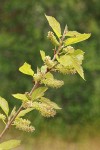 White Mulberry blossoms & foliage