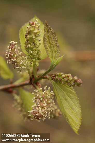 Morus alba