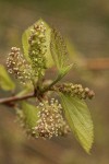 White Mulberry blossoms & foliage detail