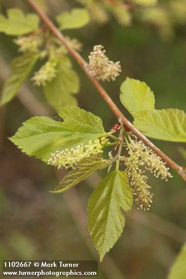 Morus alba