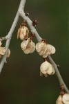 Siberian Elm seeds & twig detail