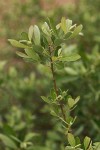 Bebb Willow foliage
