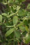 Bebb Willow foliage