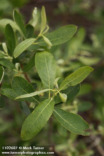 Salix bebbiana