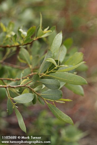 Salix bebbiana