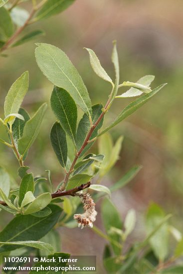 Salix bebbiana