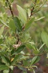 Bebb Willow foliage & mature female ament