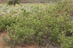 Bebb Willow thicket