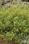 Bebb Willow thicket among Sagebrush