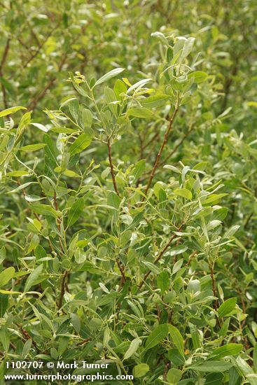 Salix bebbiana