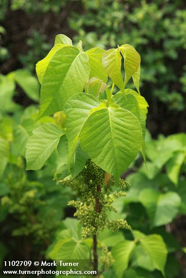 Toxicodendron rydbergii