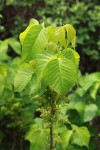 Western Poison-ivy foliage & flower buds