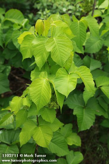 Toxicodendron rydbergii