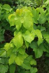 Western Poison-ivy foliage & flower buds