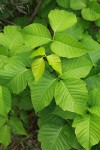 Western Poison-ivy foliage