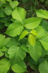 Western Poison-ivy foliage