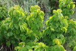 Western Poison-ivy