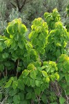 Western Poison-ivy