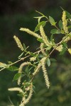 Peachleaf Willow male aments & foliage