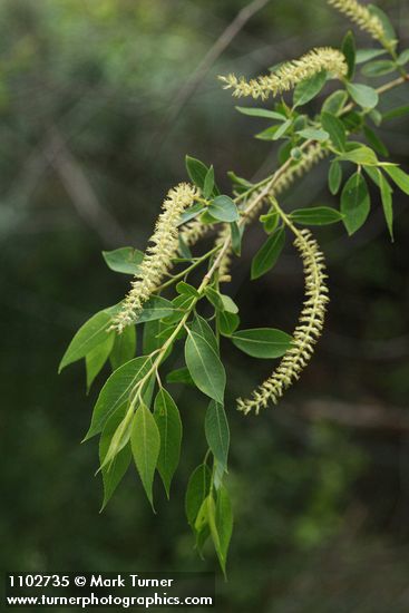 Salix amygdaloides