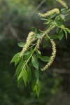 Peachleaf Willow male aments & foliage