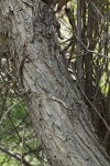 Peachleaf Willow bark