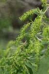 Peachleaf Willow female aments & foliage