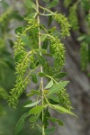 Peachleaf Willow female aments & foliage