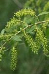 Peachleaf Willow female aments & foliage detail