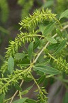 Peachleaf Willow female aments & foliage detail