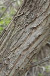 Peachleaf Willow bark