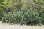 Rocky Mountain Juniper