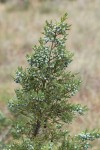 Rocky Mountain Juniper seed cones & foliage