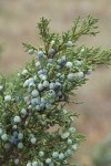 Rocky Mountain Juniper seed cones & foliage detail