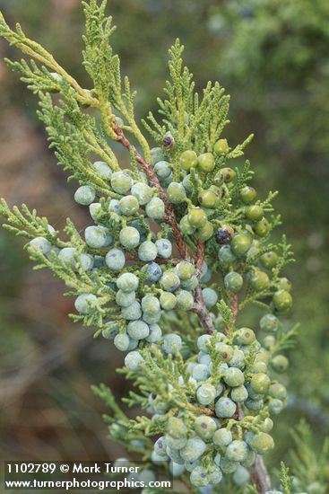 Juniperus scopulorum