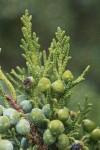 Rocky Mountain Juniper seed cones & foliage extreme detail