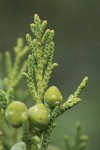 Rocky Mountain Juniper seed cones & foliage extreme detail