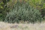 Rocky Mountain Juniper