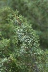 Rocky Mountain Juniper seed cones & foliage