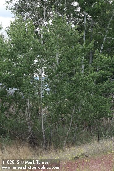 Populus alba