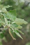 White Poplar foliage & mature female catkin