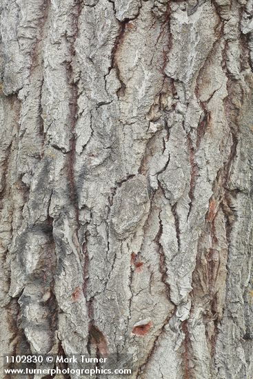 Populus alba