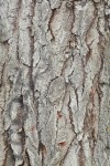 White Poplar bark