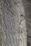 White Poplar bark
