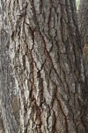 White Poplar bark